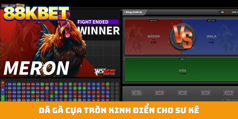 da ga cua tron kinh dien cho su ke Đá gà cựa tròn kinh điển cho sư kê