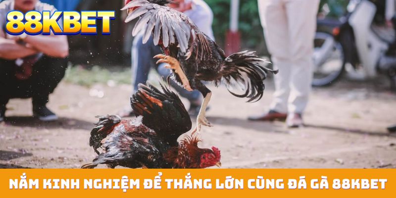 nam kinh nghiem de thang lon cung da ga 88kbet Nắm kinh nghiệm để thắng lớn cùng đá gà 88KBET